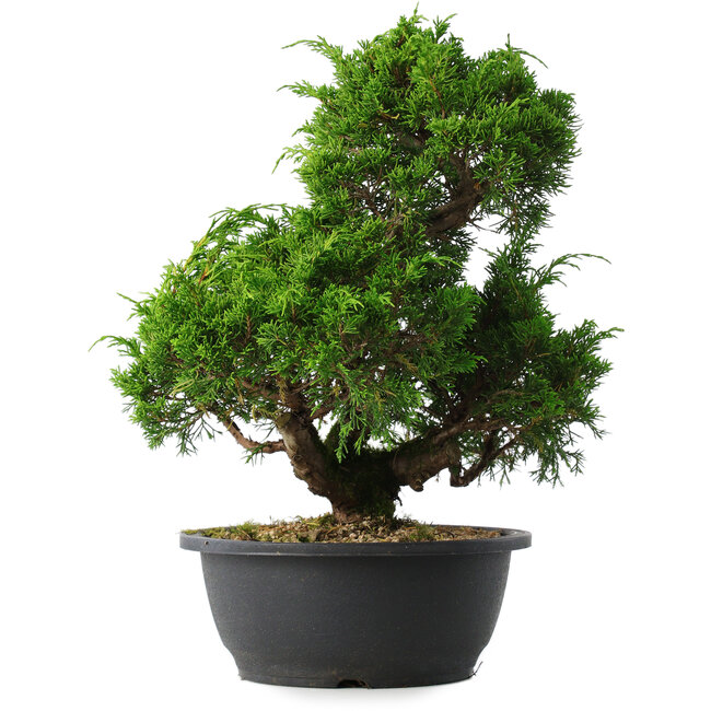 Juniperus chinensis Itoigawa, 33 cm, ± 15 Jahre alt