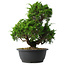 Juniperus chinensis Itoigawa, 33 cm, ± 15 jaar oud
