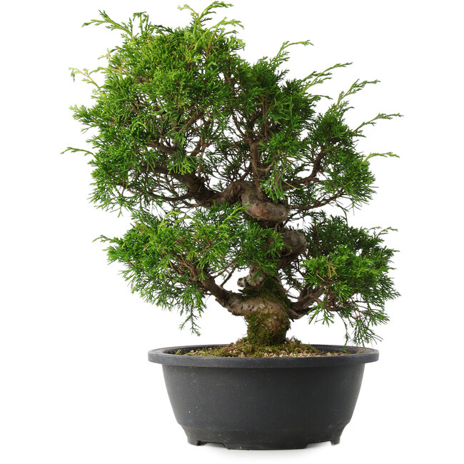 Juniperus chinensis Itoigawa, 33,5 cm, ± 15 jaar oud