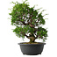 Juniperus chinensis Itoigawa, 33,5 cm, ± 15 jaar oud