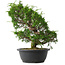 Juniperus chinensis Itoigawa, 33,5 cm, ± 15 jaar oud