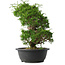 Juniperus chinensis Itoigawa, 33,5 cm, ± 15 jaar oud