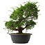 Juniperus chinensis Itoigawa, 33,5 cm, ± 15 jaar oud