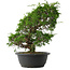 Juniperus chinensis Itoigawa, 33,5 cm, ± 15 jaar oud