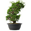 Juniperus chinensis Itoigawa, 33,5 cm, ± 15 jaar oud