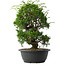 Juniperus chinensis Itoigawa, 33,5 cm, ± 15 jaar oud