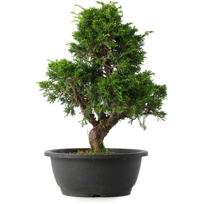 Juniperus chinensis Itoigawa, 33,5 cm, ± 15 jaar oud