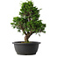 Juniperus chinensis Itoigawa, 33,5 cm, ± 15 jaar oud