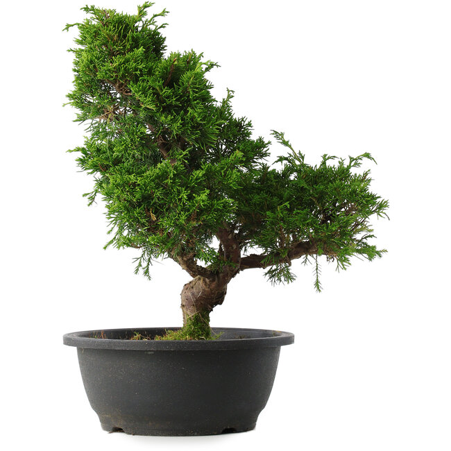 Juniperus chinensis Itoigawa, 33,5 cm, ± 15 years old