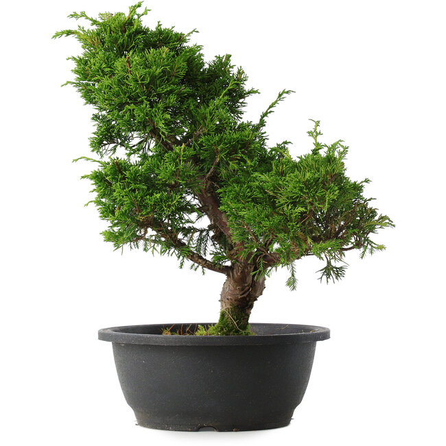 Juniperus chinensis Itoigawa, 33,5 cm, ± 15 ans