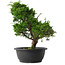 Juniperus chinensis Itoigawa, 33,5 cm, ± 15 jaar oud