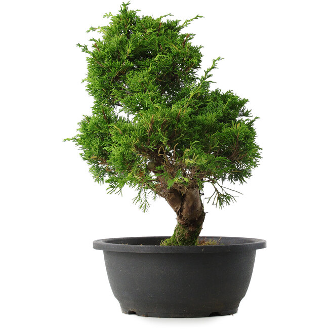 Juniperus chinensis Itoigawa, 33,5 cm, ± 15 years old