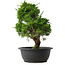 Juniperus chinensis Itoigawa, 33,5 cm, ± 15 years old