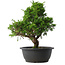 Juniperus chinensis Itoigawa, 33,5 cm, ± 15 jaar oud