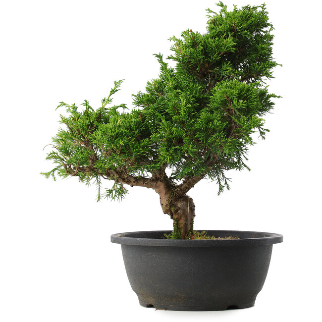 Juniperus chinensis Itoigawa, 33,5 cm, ± 15 años