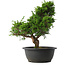 Juniperus chinensis Itoigawa, 33,5 cm, ± 15 jaar oud