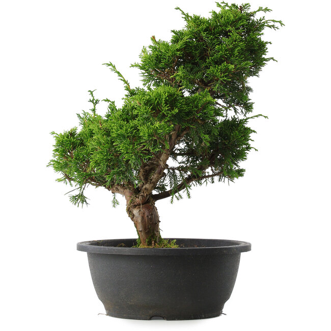 Juniperus chinensis Itoigawa, 33,5 cm, ± 15 jaar oud