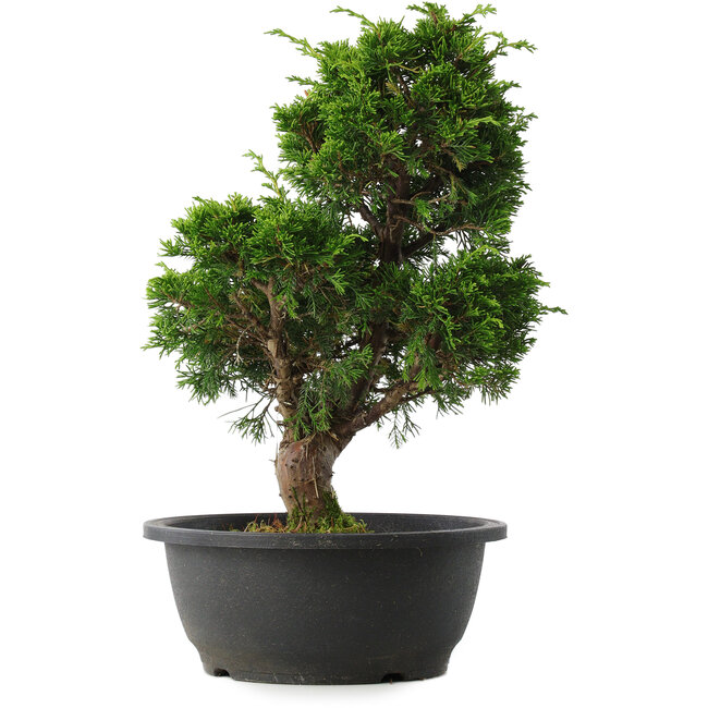 Juniperus chinensis Itoigawa, 33,5 cm, ± 15 anni