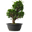 Juniperus chinensis Itoigawa, 33,5 cm, ± 15 years old