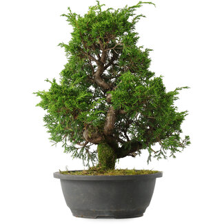 Juniperus chinensis Itoigawa, 34,5 cm, ± 15 jaar oud