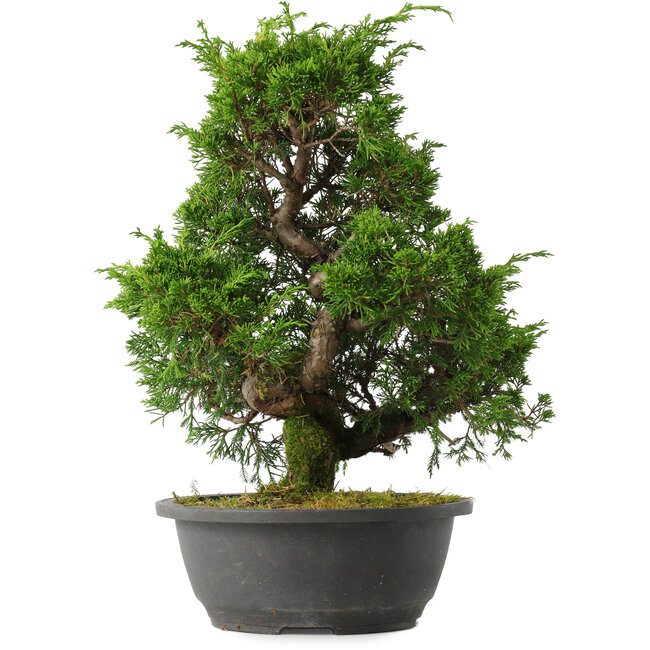 Juniperus chinensis Itoigawa, 34,5 cm, ± 15 jaar oud