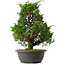 Juniperus chinensis Itoigawa, 34,5 cm, ± 15 jaar oud