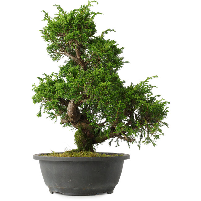 Juniperus chinensis Itoigawa, 34,5 cm, ± 15 años