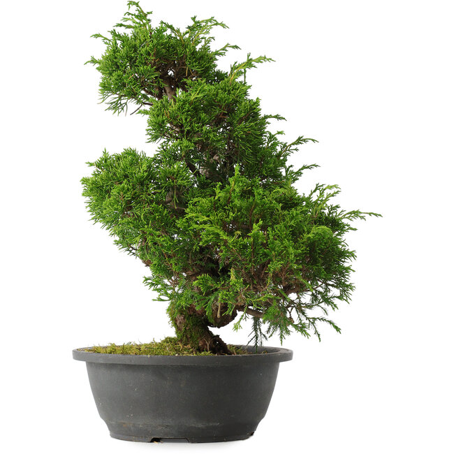Juniperus chinensis Itoigawa, 34,5 cm, ± 15 years old