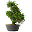 Juniperus chinensis Itoigawa, 34,5 cm, ± 15 jaar oud