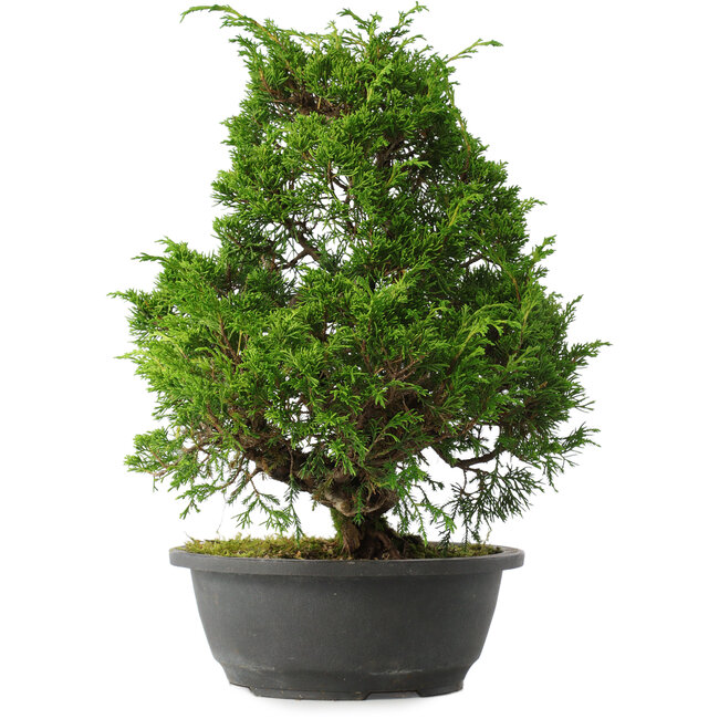 Juniperus chinensis Itoigawa, 34,5 cm, ± 15 years old