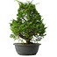 Juniperus chinensis Itoigawa, 34,5 cm, ± 15 jaar oud