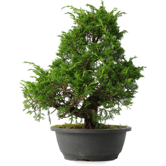 Juniperus chinensis Itoigawa, 34,5 cm, ± 15 años