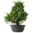 Juniperus chinensis Itoigawa, 34,5 cm, ± 15 jaar oud
