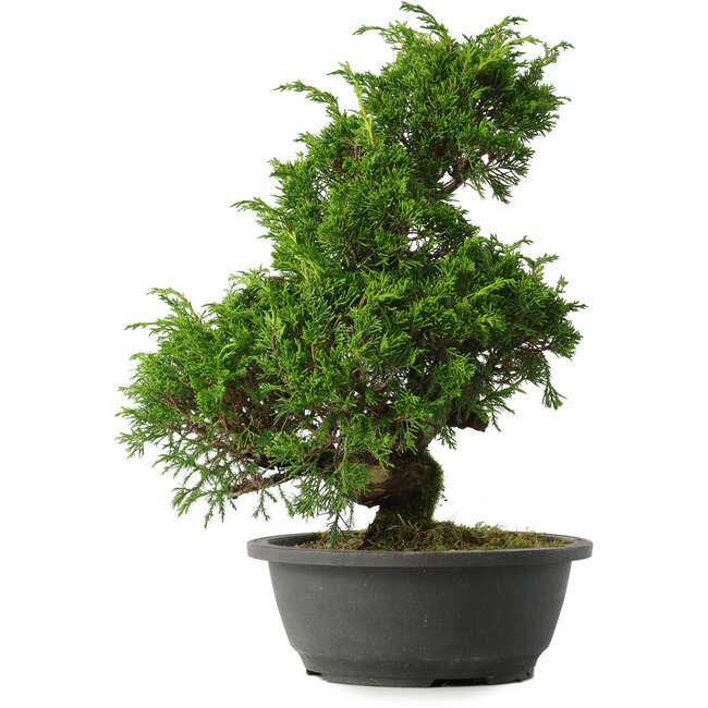 Juniperus chinensis Itoigawa, 34,5 cm, ± 15 jaar oud