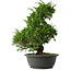 Juniperus chinensis Itoigawa, 34,5 cm, ± 15 jaar oud