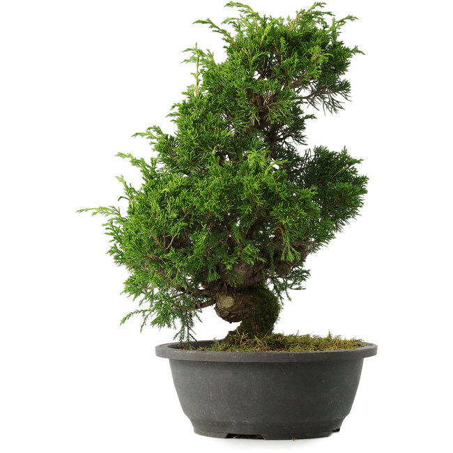Juniperus chinensis Itoigawa, 34,5 cm, ± 15 years old