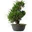 Juniperus chinensis Itoigawa, 34,5 cm, ± 15 jaar oud