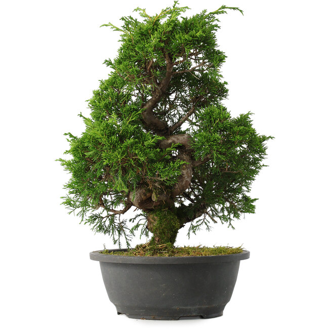 Juniperus chinensis Itoigawa, 34,5 cm, ± 15 años