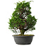 Juniperus chinensis Itoigawa, 34,5 cm, ± 15 jaar oud