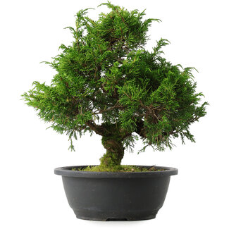 Juniperus chinensis Itoigawa, 30 cm, ± 15 anni