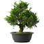 Juniperus chinensis Itoigawa, 30 cm, ± 15 anni