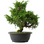 Juniperus chinensis Itoigawa, 30 cm, ± 15 anni