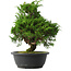 Juniperus chinensis Itoigawa, 30 cm, ± 15 anni