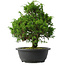 Juniperus chinensis Itoigawa, 30 cm, ± 15 anni