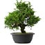 Juniperus chinensis Itoigawa, 30 cm, ± 15 anni