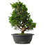 Juniperus chinensis Itoigawa, 33,5 cm, ± 15 jaar oud