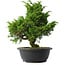 Juniperus chinensis Itoigawa, 30 cm, ± 15 anni