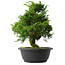 Juniperus chinensis Itoigawa, 30 cm, ± 15 anni