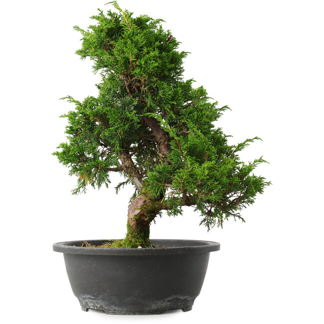 Juniperus chinensis Itoigawa, 33,5 cm, ± 15 jaar oud