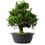 Juniperus chinensis Itoigawa, 30 cm, ± 15 anni